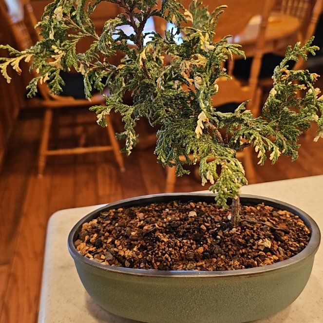 Photo of the plant species Golden Hinoki Falsecypress by @KindMayapple named Sir Plancelot on Greg, the plant care app