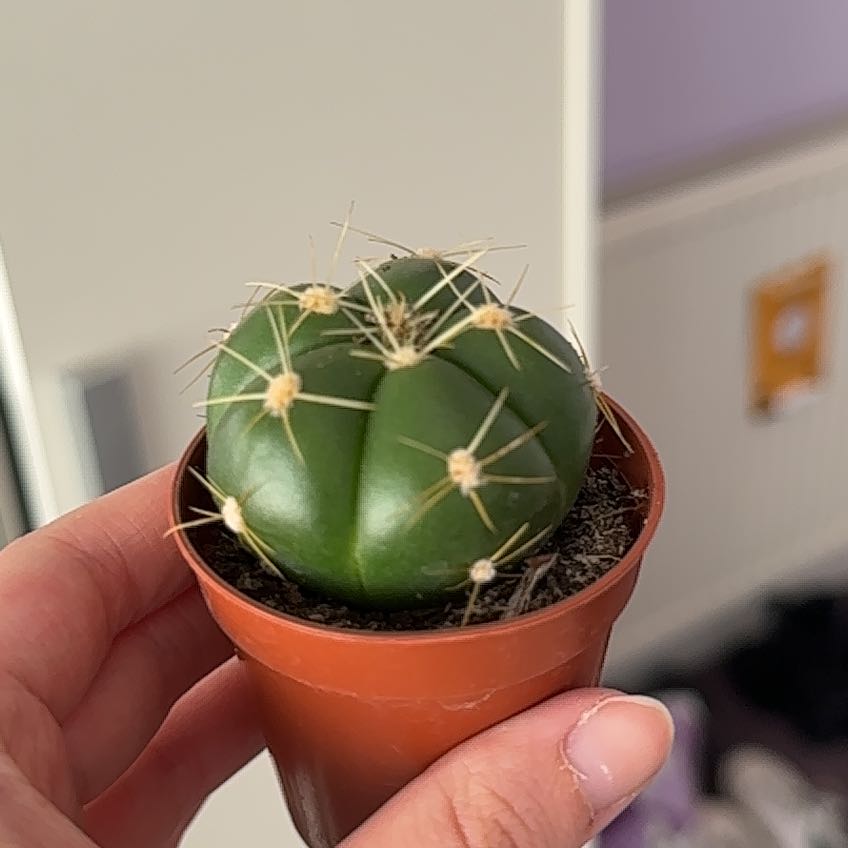 Photo of the plant species Spider Cactus by @TubularPalqui named Charlotte on Greg, the plant care app