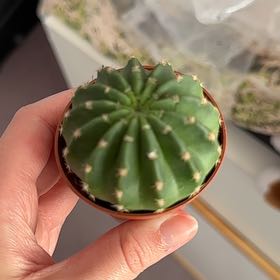 Photo of the plant species Hedgehog Cactus by @TubularPalqui named Heather on Greg, the plant care app