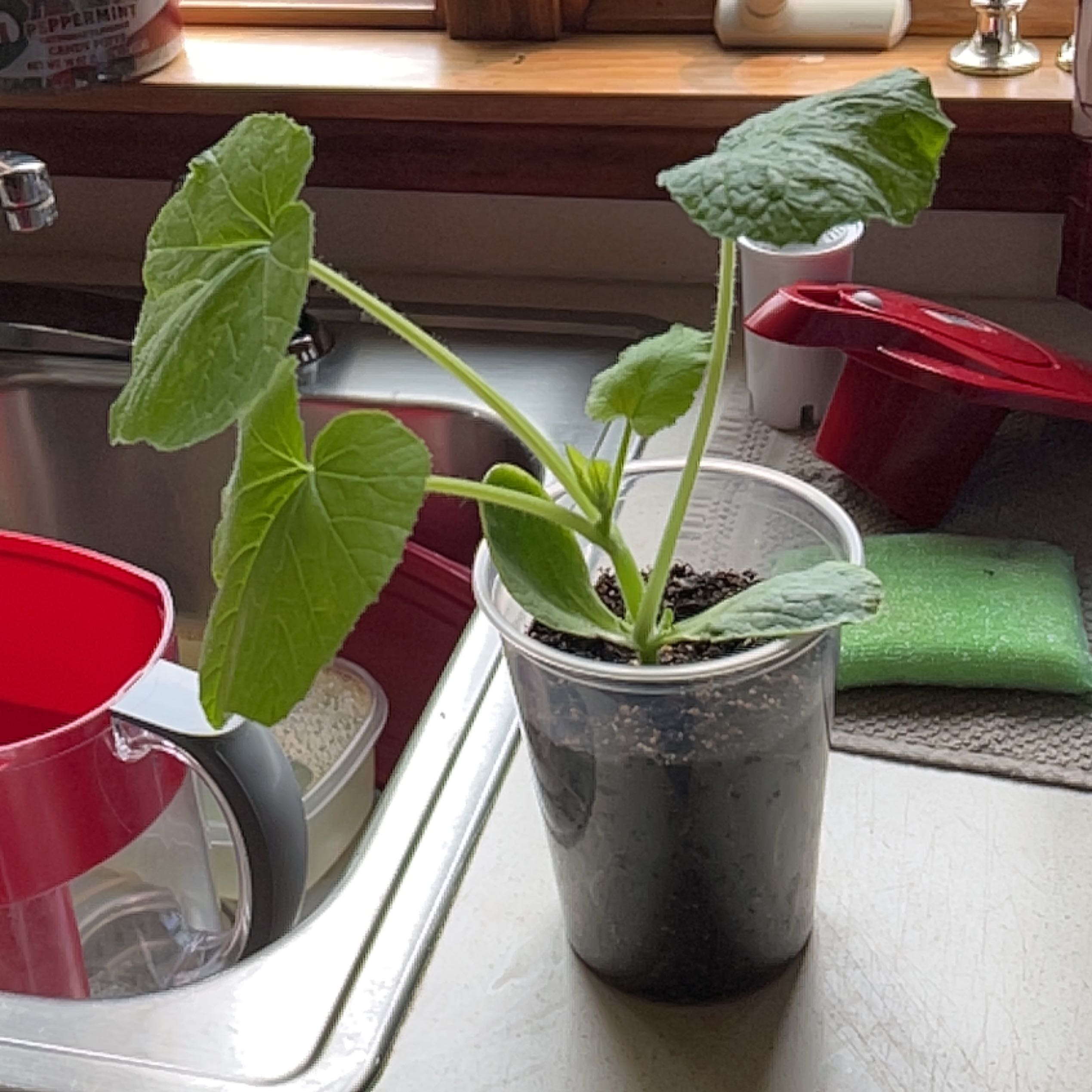 Young pumpkin plant in a clear plastic container with visible soil, placed on a kitchen counter.