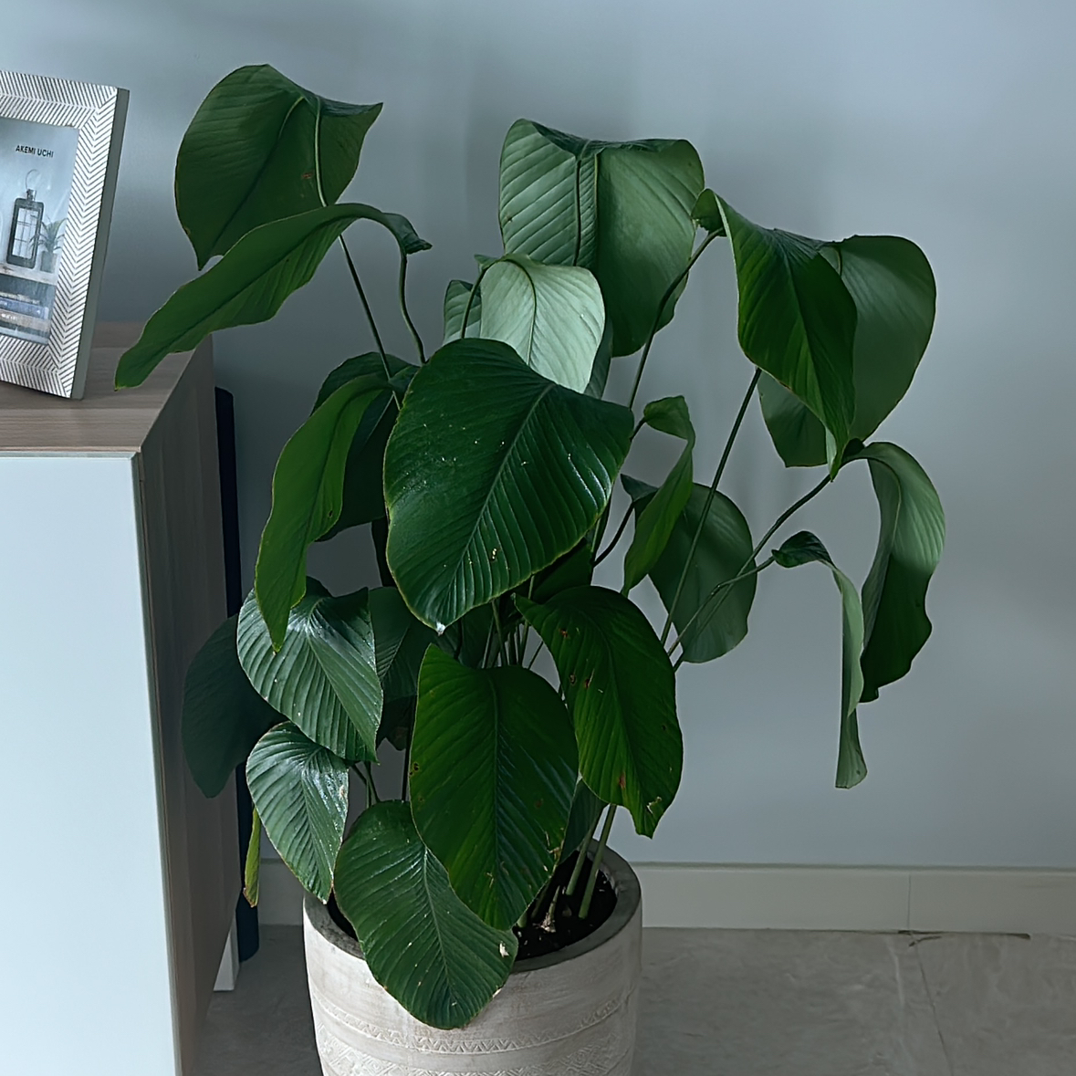 Sweet Prayer Plant uploaded to the Greg plant app by @icescobar