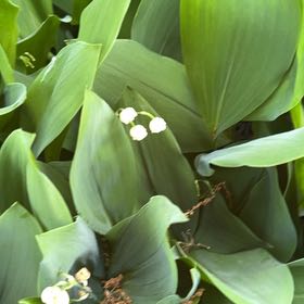 Photo of the plant species May Bells by @RelaxedCornbind named Mollie on Greg, the plant care app