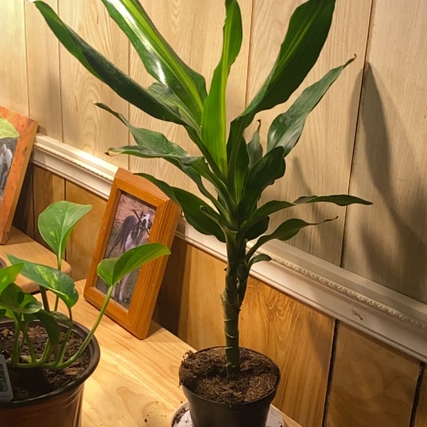 Dracaena 'Hawaiian Sunshine' plant in a pot with vibrant green leaves, well-framed and in focus.