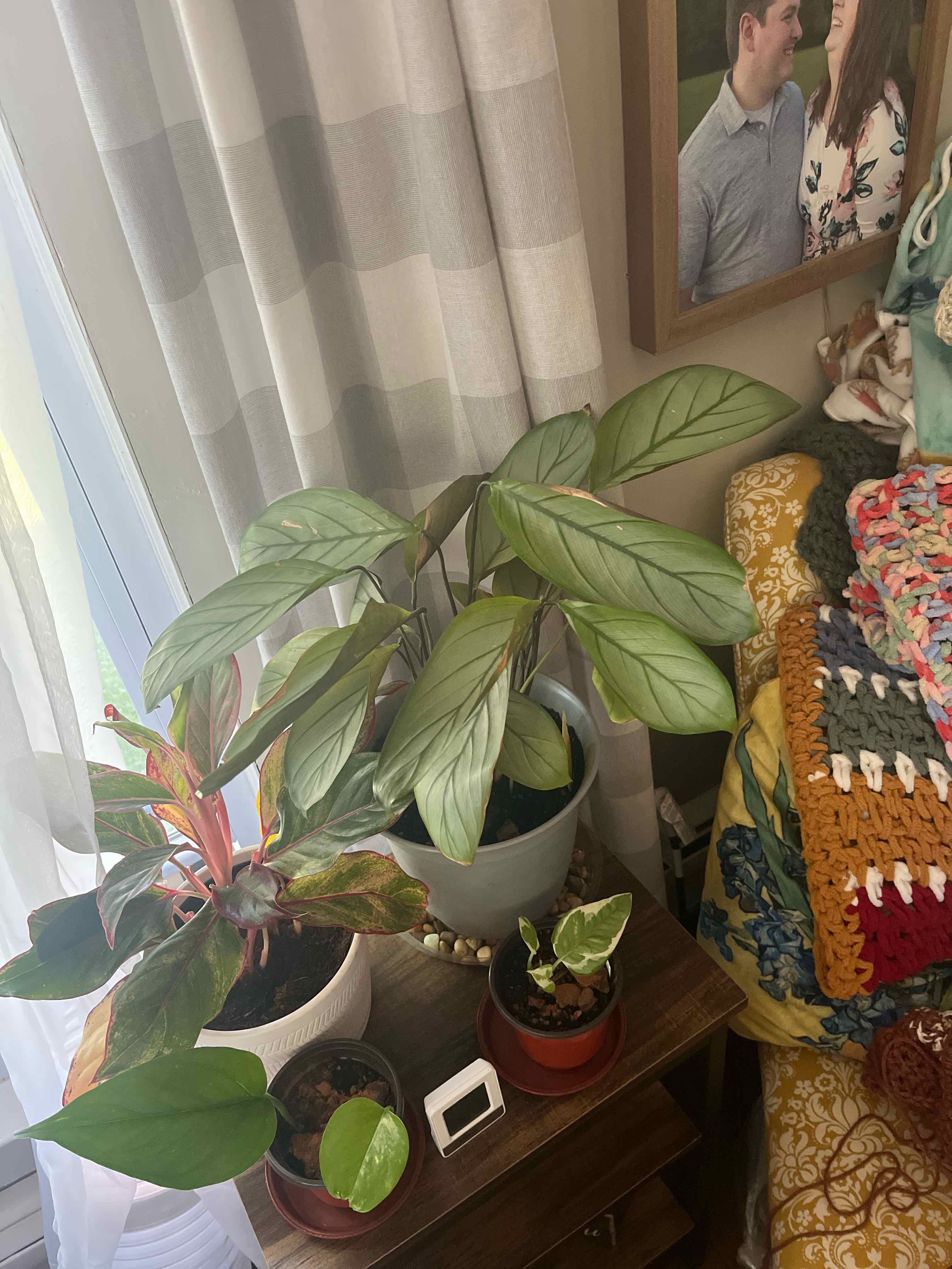 Never Never Plant 'Grey Star' with other plants on a table, well-framed and healthy.