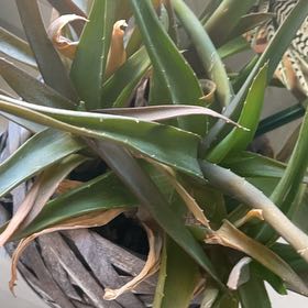 Photo of the plant species Haworthia 'Big Band' by @aestric named Willow on Greg, the plant care app