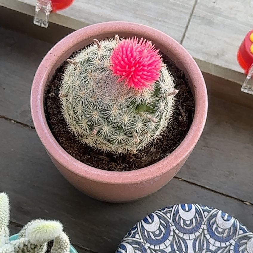 Button Cactus in a pink pot with a vibrant pink flower on top.