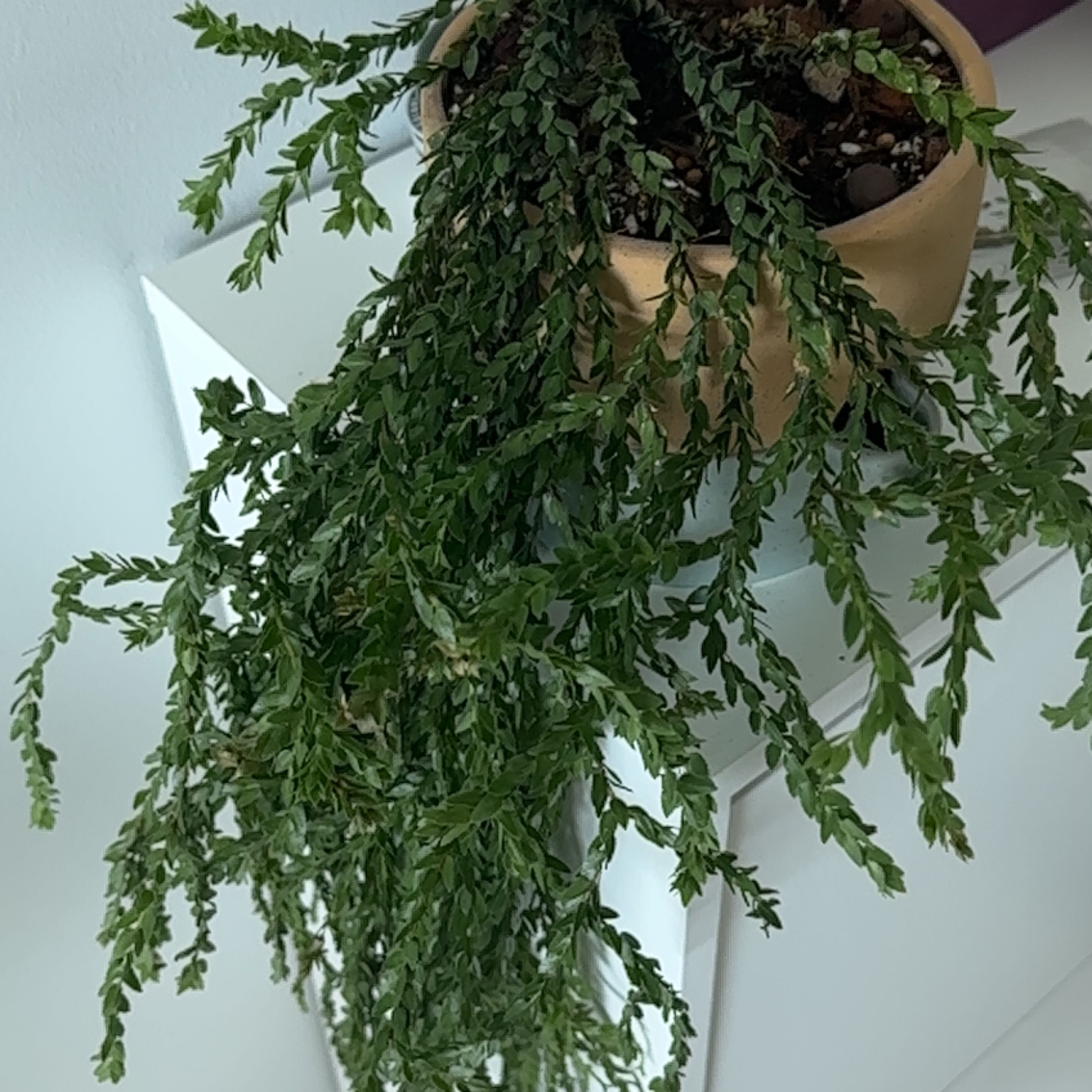 Photo of the plant species Huperzia australiana by @mamadian named 8 on Greg, the plant care app