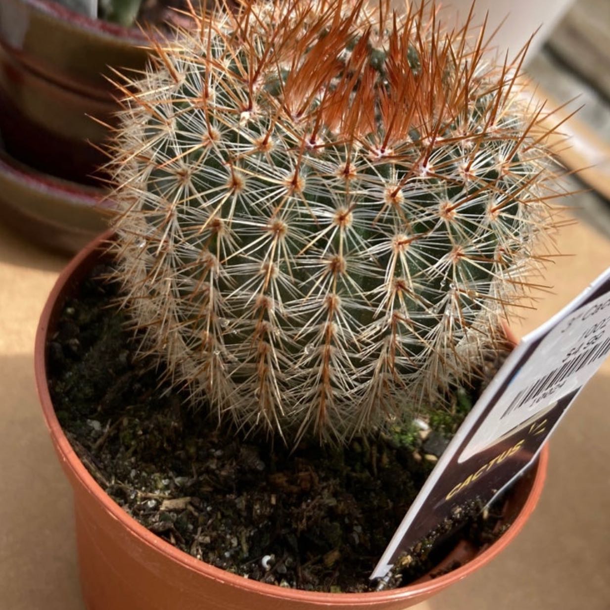 Cactus plant Parodia x erubescens in a small pot with visible spines and reddish-brown tips.