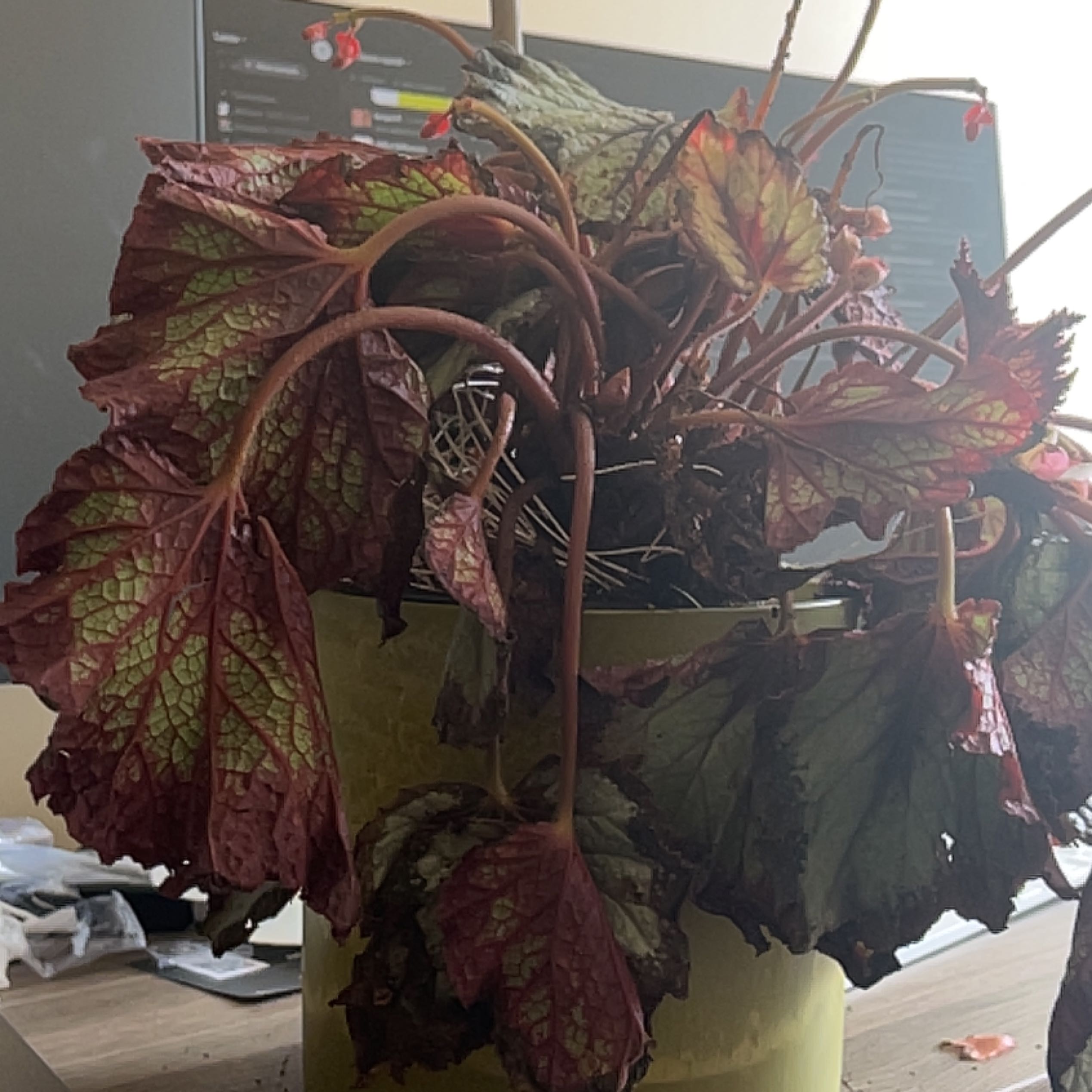 Photo of the plant species Begonia Jurassic Silver Point by @LuckyYerbamansa named Sigmund on Greg, the plant care app