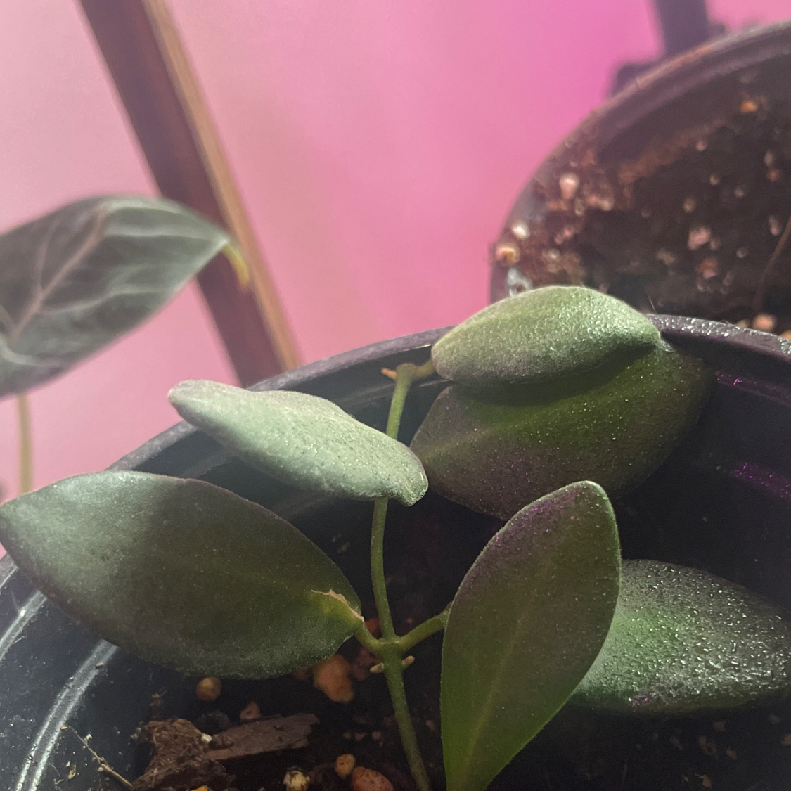 Potted Hoya bilobata plant with healthy, thick, oval-shaped leaves.