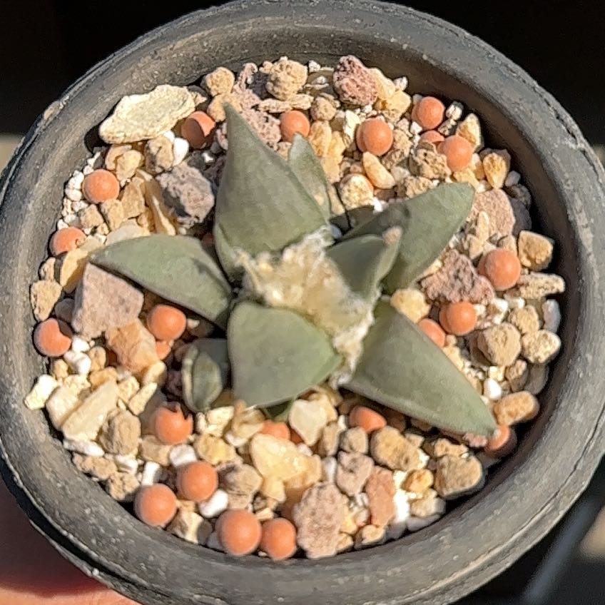 Fossil Cactus uploaded to the Greg plant app by @Spicycow