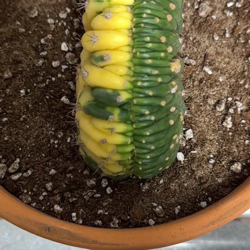 Photo of the plant species Crested San Pedro Cactus by @Spicycow named Scrotum on Greg, the plant care app