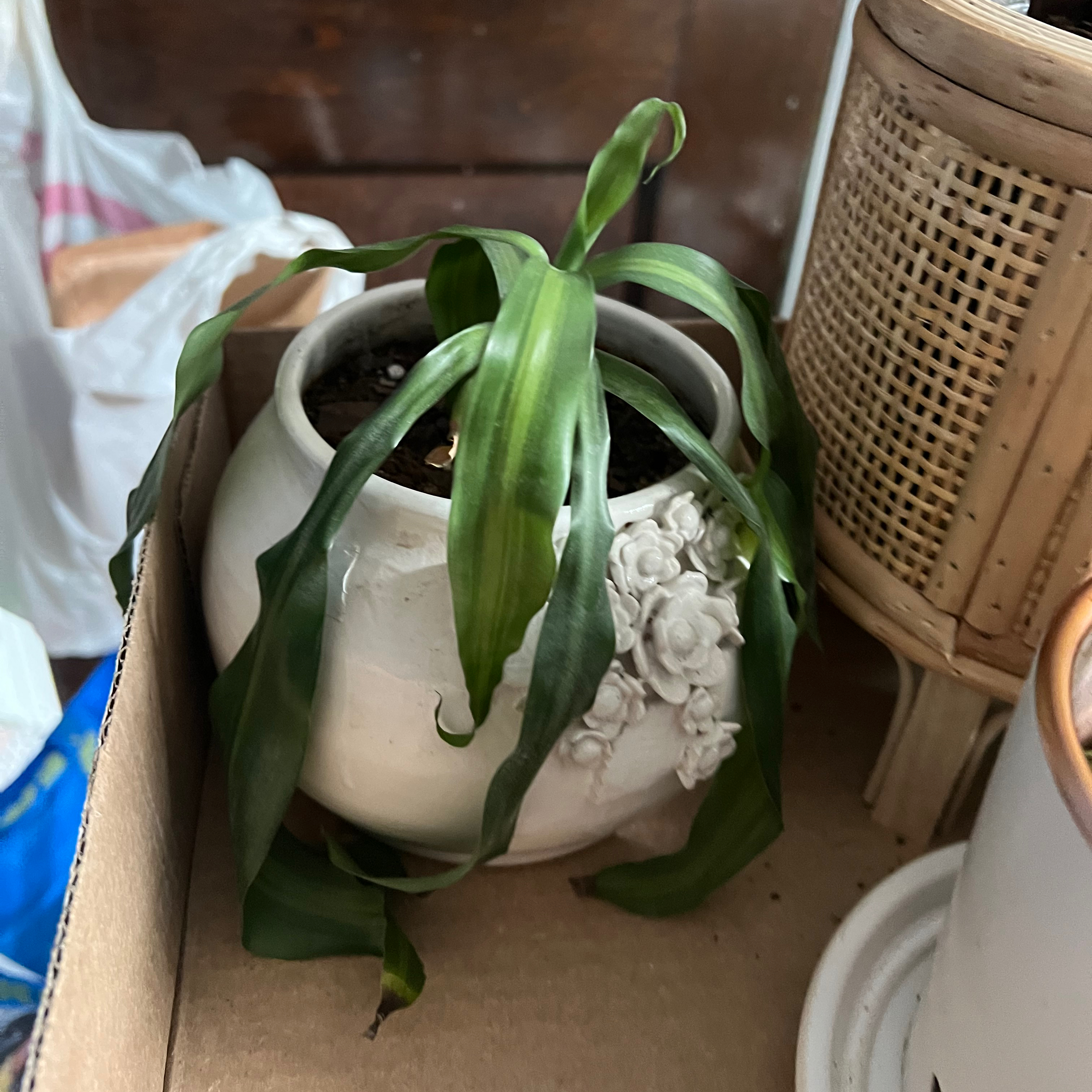 Dracaena 'Golden Heart' plant with droopy leaves and browning tips in a white pot.