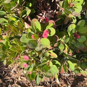 Photo of the plant species Red Bearberry by @GrowingTwister named Coco on Greg, the plant care app