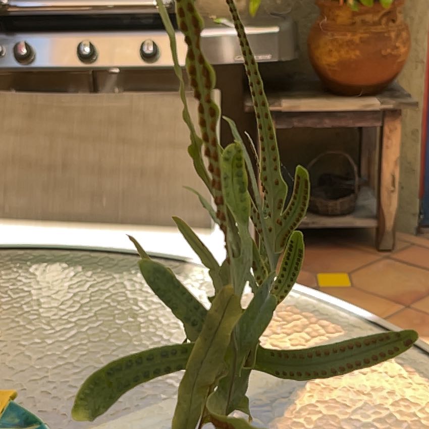 Photo of the plant species Leathery Polypody by @GrowingTwister named Morgan Treeman on Greg, the plant care app