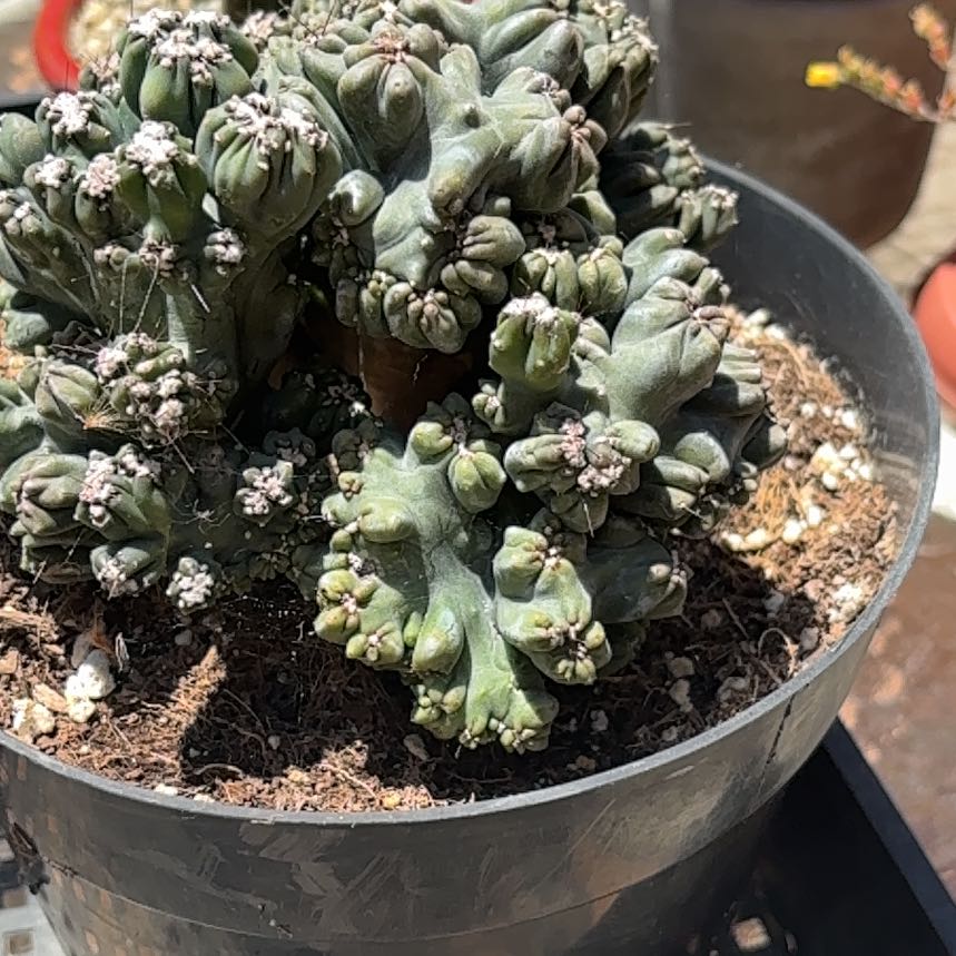 Photo of the plant species Peyote by @GrowingTwister named Daphne on Greg, the plant care app
