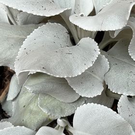Photo of the plant species Angel Wings Senecio by @GrowingTwister named Stella on Greg, the plant care app