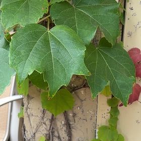 Photo of the plant species Japanese Ivy by @GrowingTwister named ChloroPhil on Greg, the plant care app