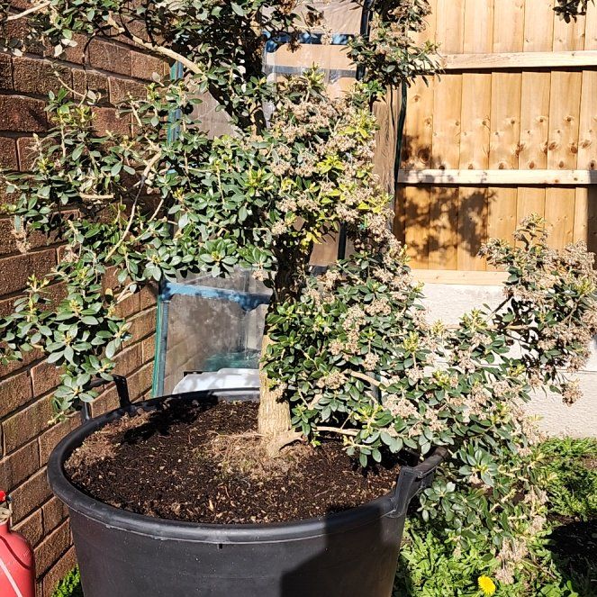 Photo of the plant species Chinese Boxwood by @VerdurousCosmo named Rihanna on Greg, the plant care app
