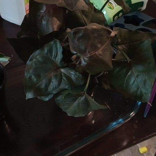 Photo of the plant species Plum Allusion Arrowhead Plant by @DiscipleFeijoa named Navajo on Greg, the plant care app