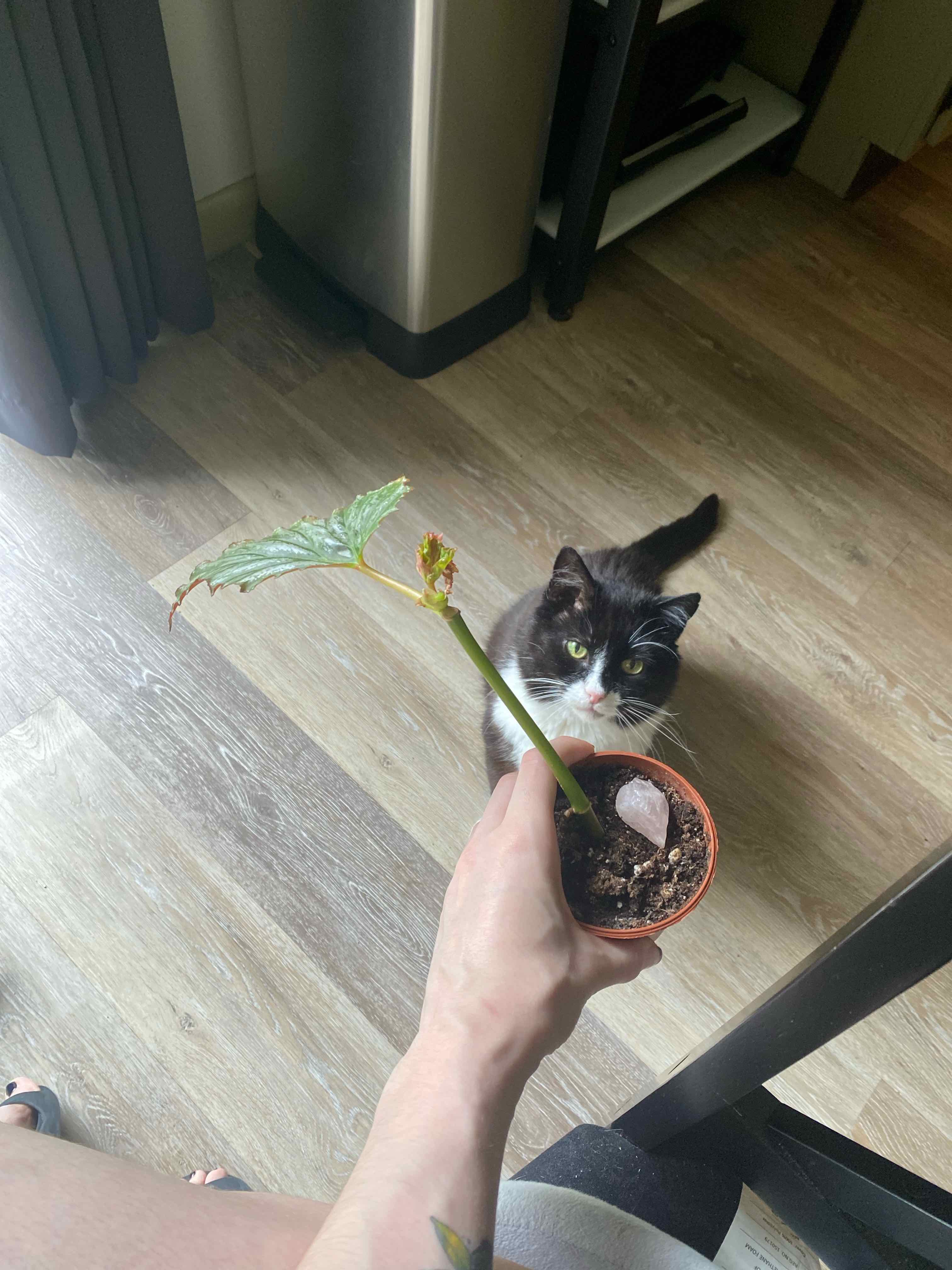 Why Are My Begonia 'Gryphon' Leaves Falling Over?