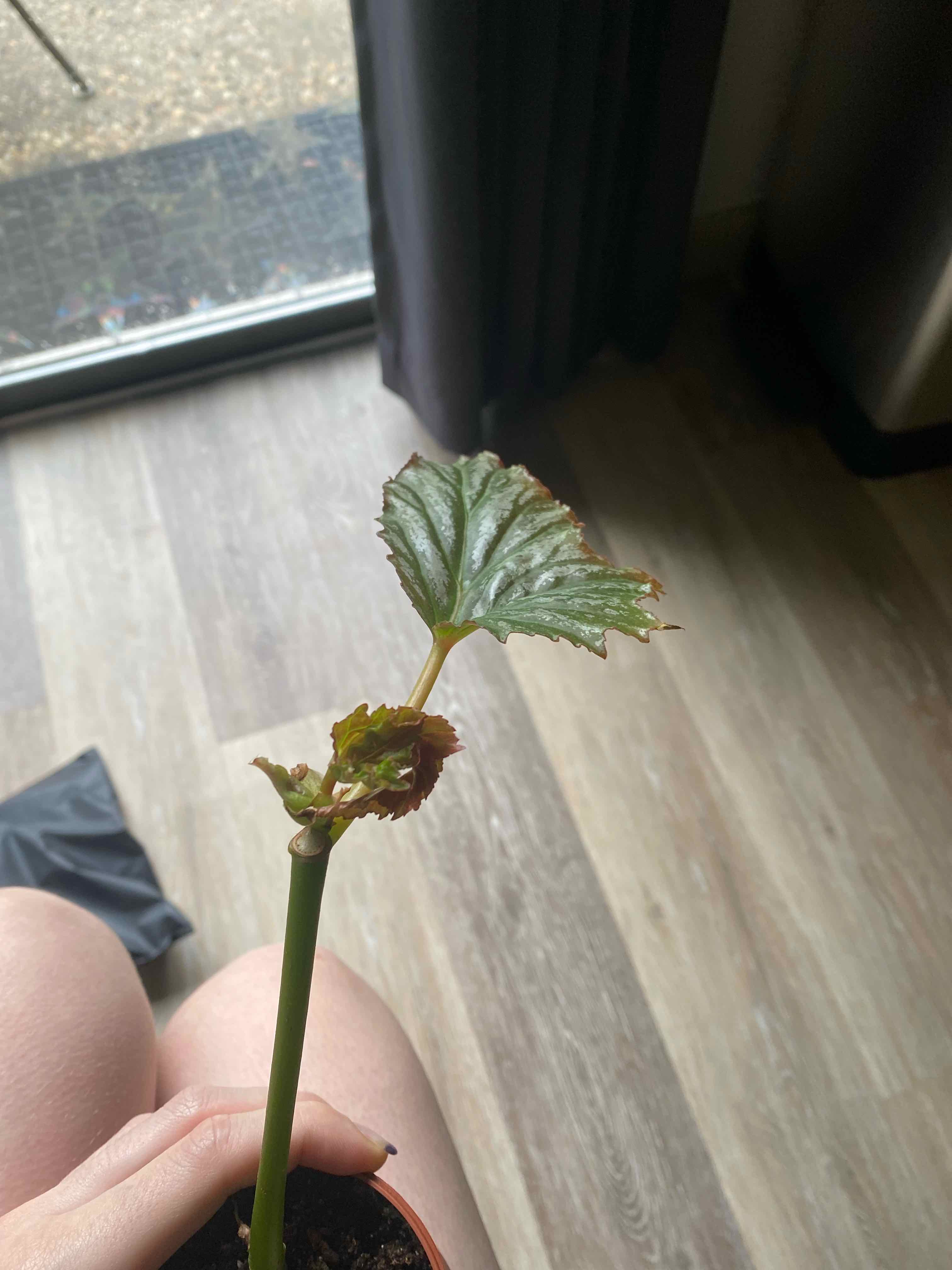Begonia 'Gryphon' plant with a prominent leaf and new growth, showing some browning at the edges.