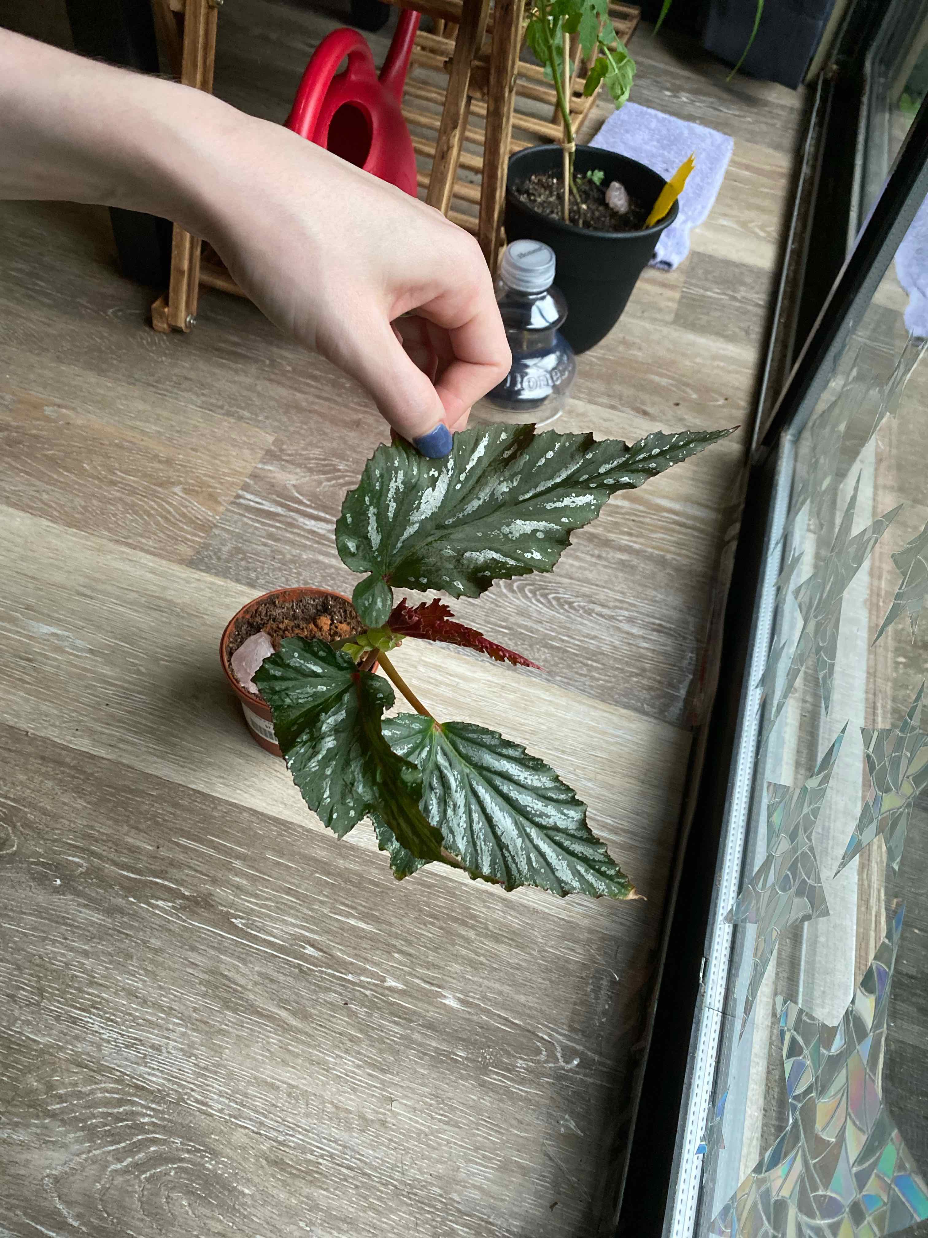 Begonia 'Gryphon' plant in a small pot, with a hand holding a leaf.