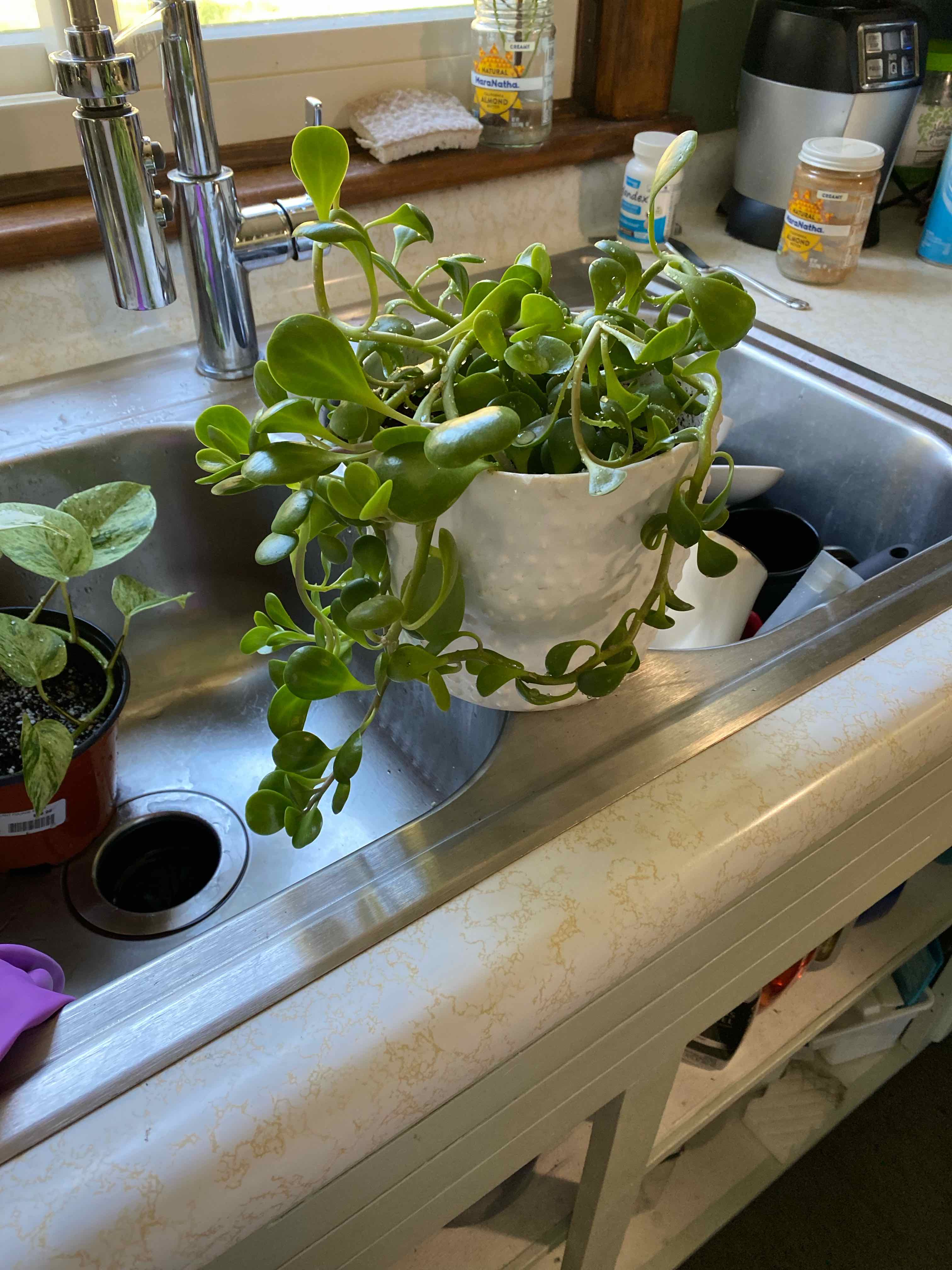 Lucky Plant plant photo by @alexnoonan named sad boi on Greg, the plant care app.