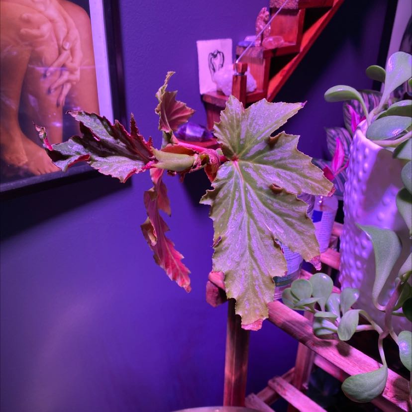 Begonia 'Gryphon' plant with large leaves showing discoloration under artificial lighting.