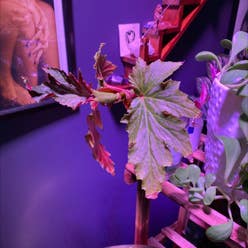 Begonia 'Gryphon' plant