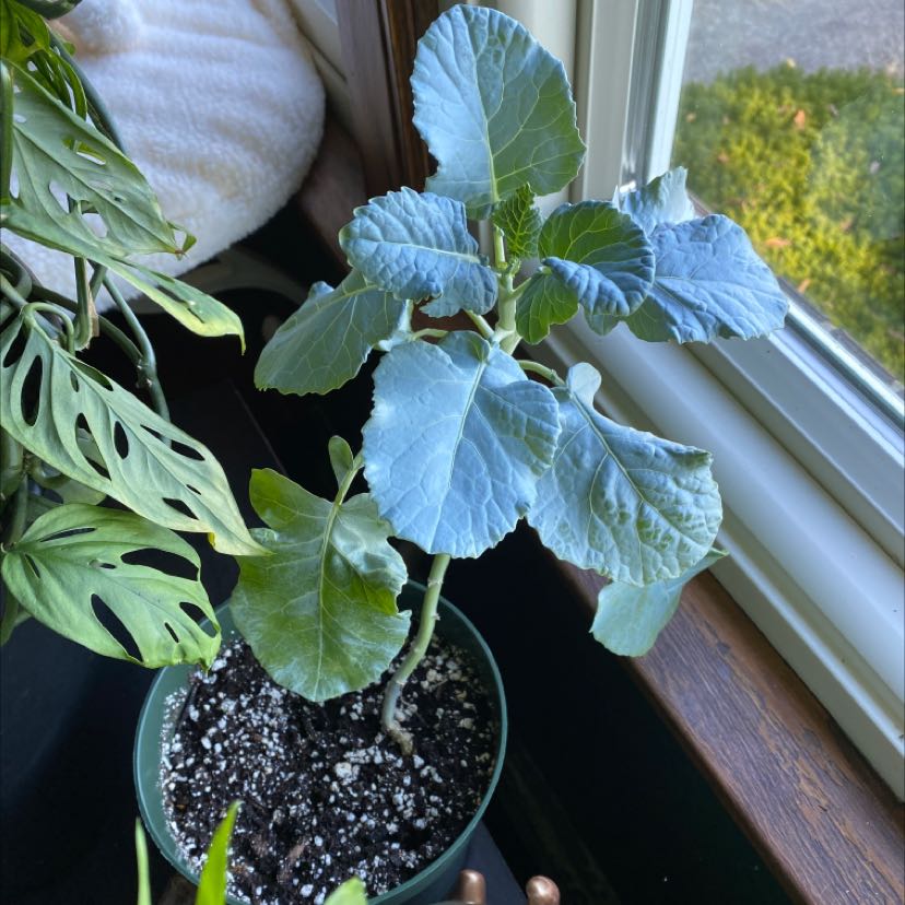 A healthy kale plant with large crinkly blue-green leaves, showing slight yellowing on some lower leaves, potted on a windowsill.