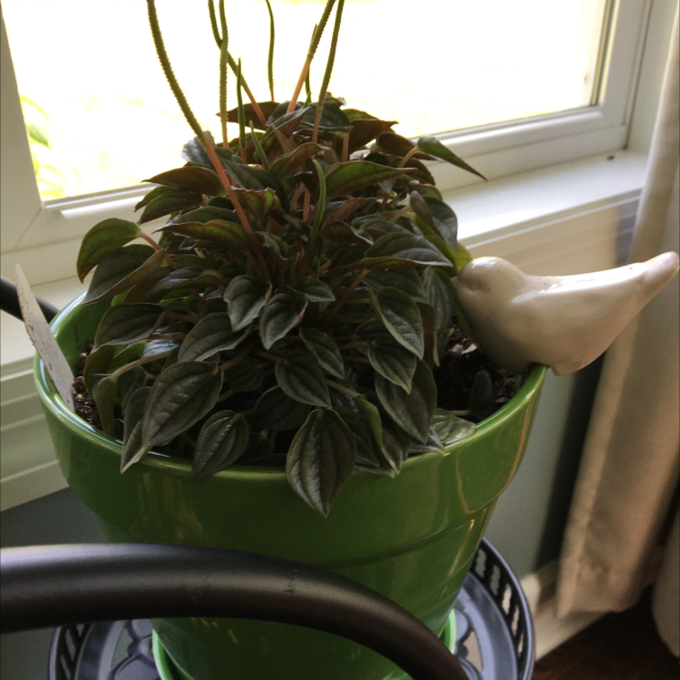Peperomia 'Napoli Nights' plant in a green pot with a decorative bird figurine.