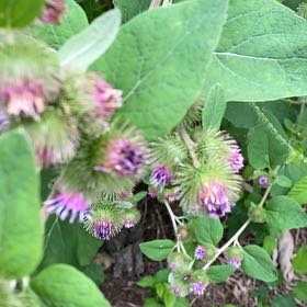 Photo of the plant species Lesser Burdock by @WellknownRedcap named Duke on Greg, the plant care app