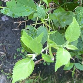 Photo of the plant species Richweed by @WellknownRedcap named Bodhi on Greg, the plant care app