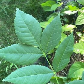 Photo of the plant species Green Ash by @WellknownRedcap named Michelle Branch on Greg, the plant care app
