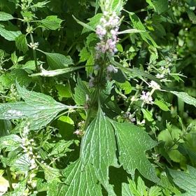Photo of the plant species Lion's Ear by @WellknownRedcap named Fernie Mercury on Greg, the plant care app