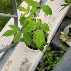 Black Raspberry plant