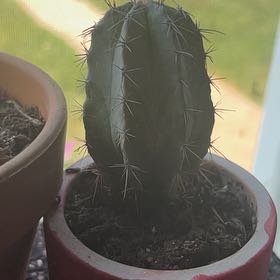 Photo of the plant species Cactus by @SublimePeony named Willow on Greg, the plant care app