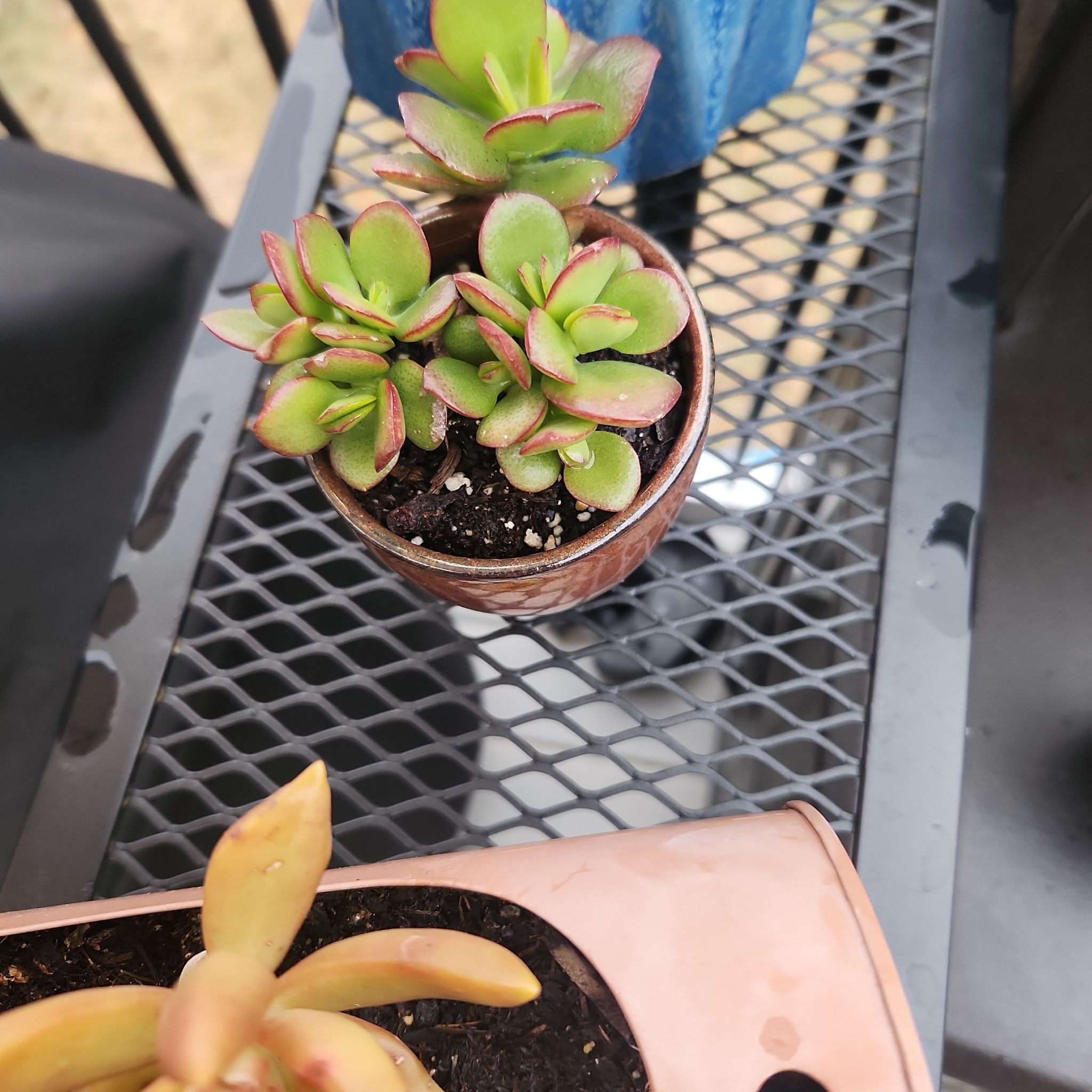 Small potted succulent plant with green leaves and red edges, identified as Small Red Carpet.