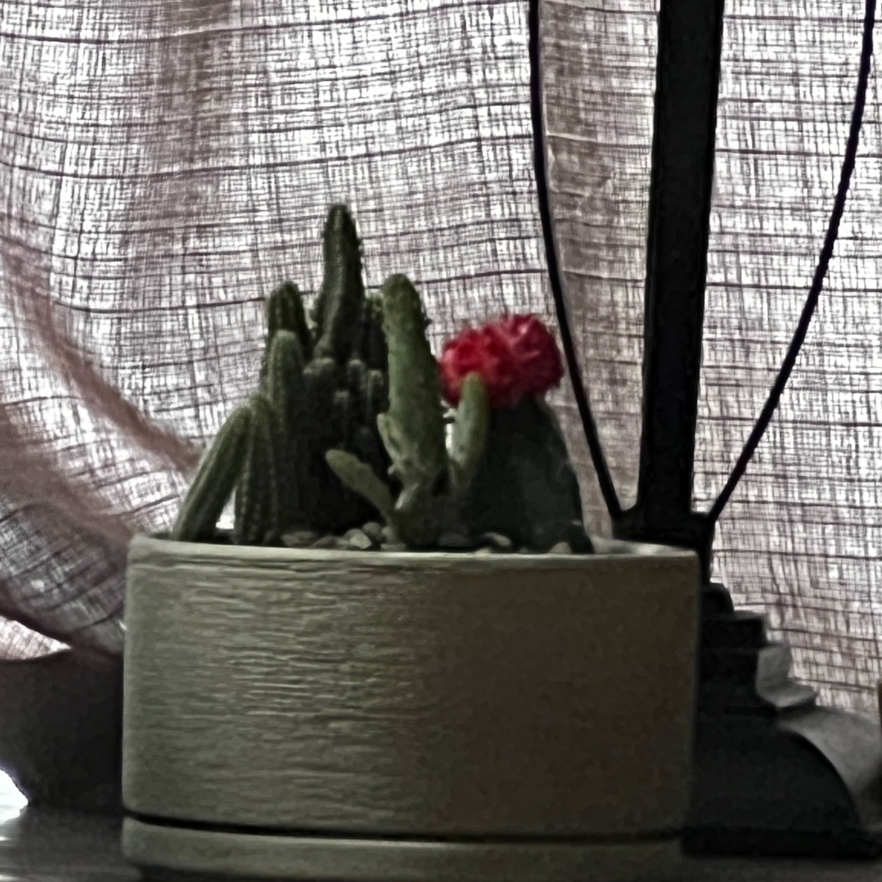 Photo of the plant species Cactus by @DurableTwister named Kendall on Greg, the plant care app