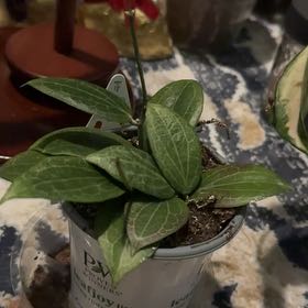 Denali