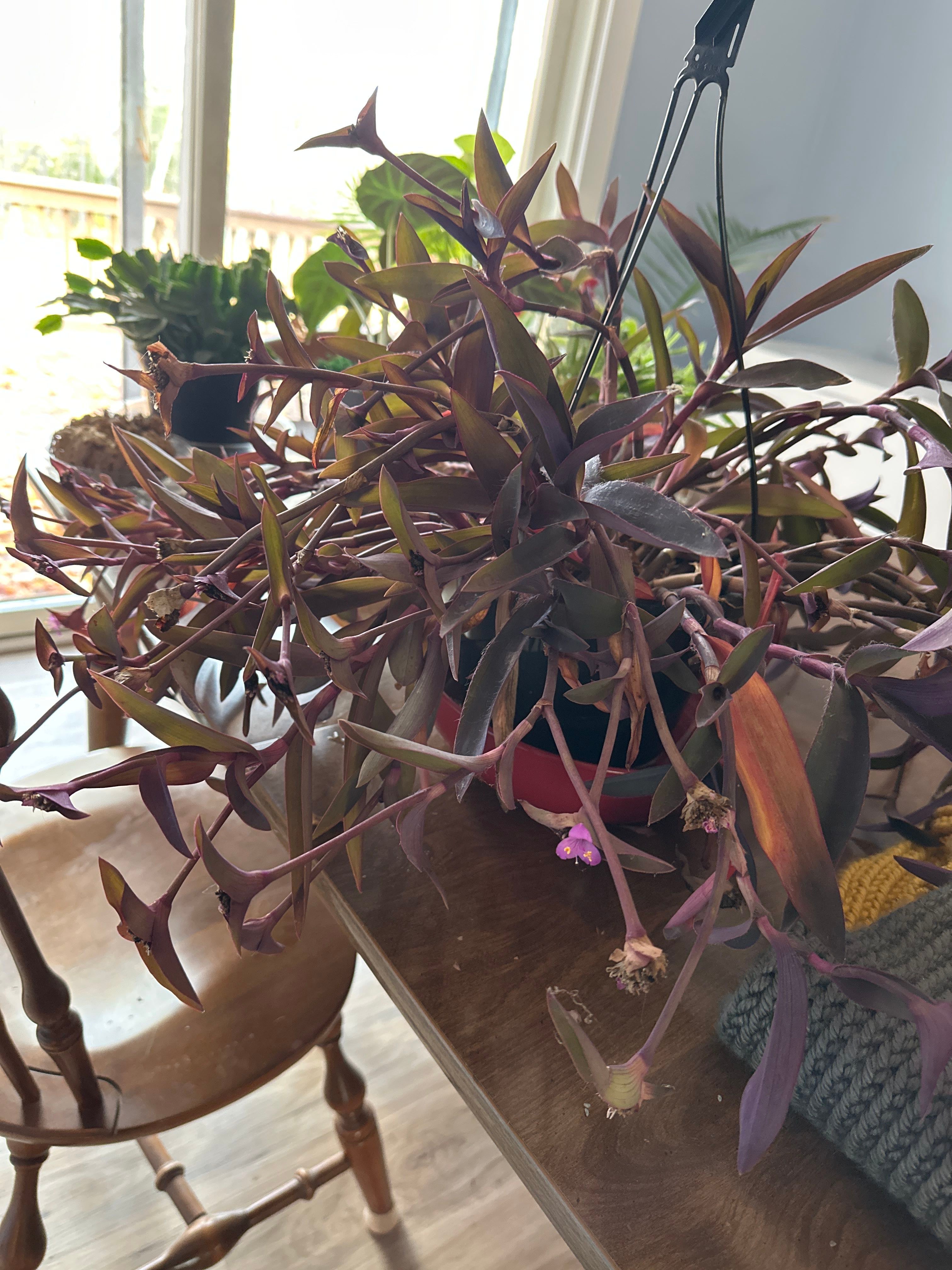 Dragon Tail Care 101: Water, Light & Growing Tips