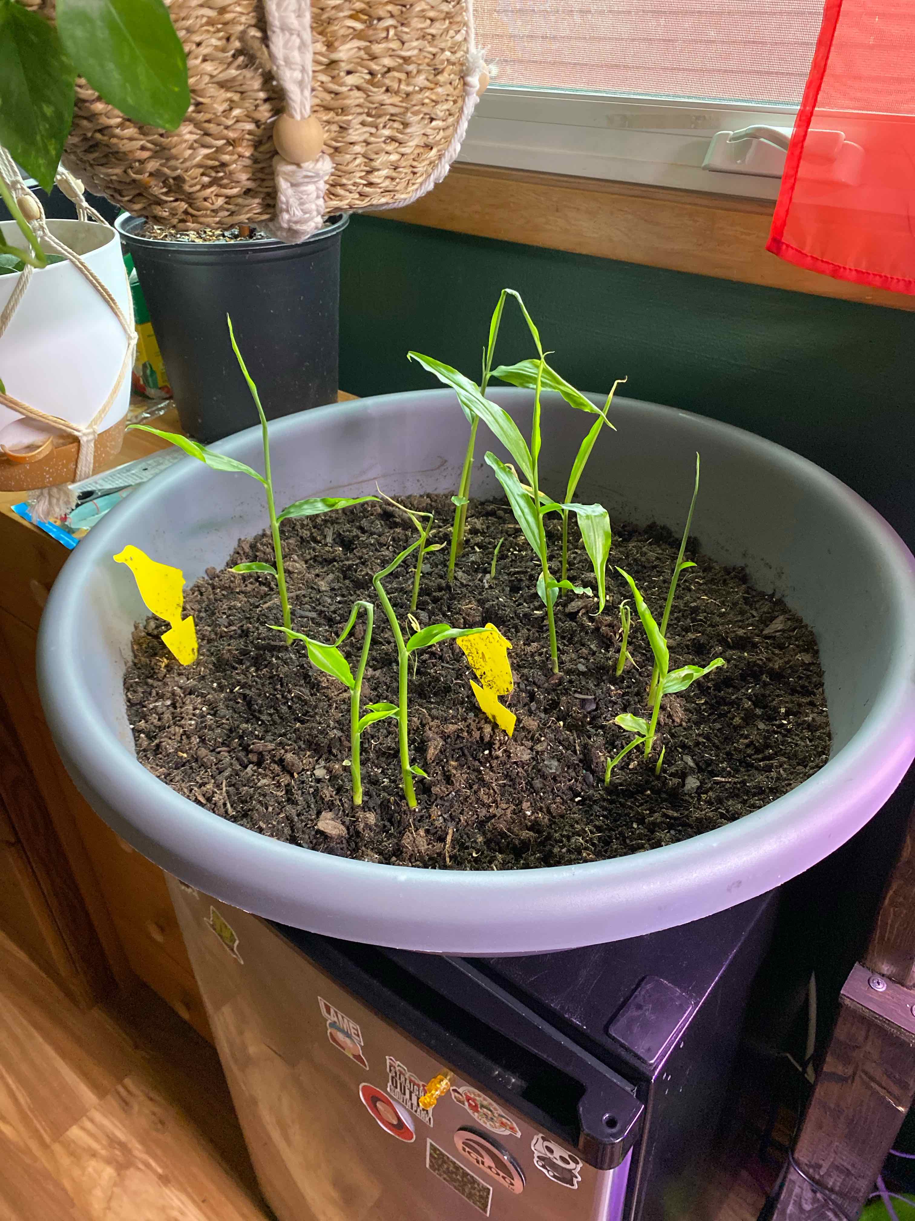 Potted ginger root plant with multiple shoots and some yellowing leaves.