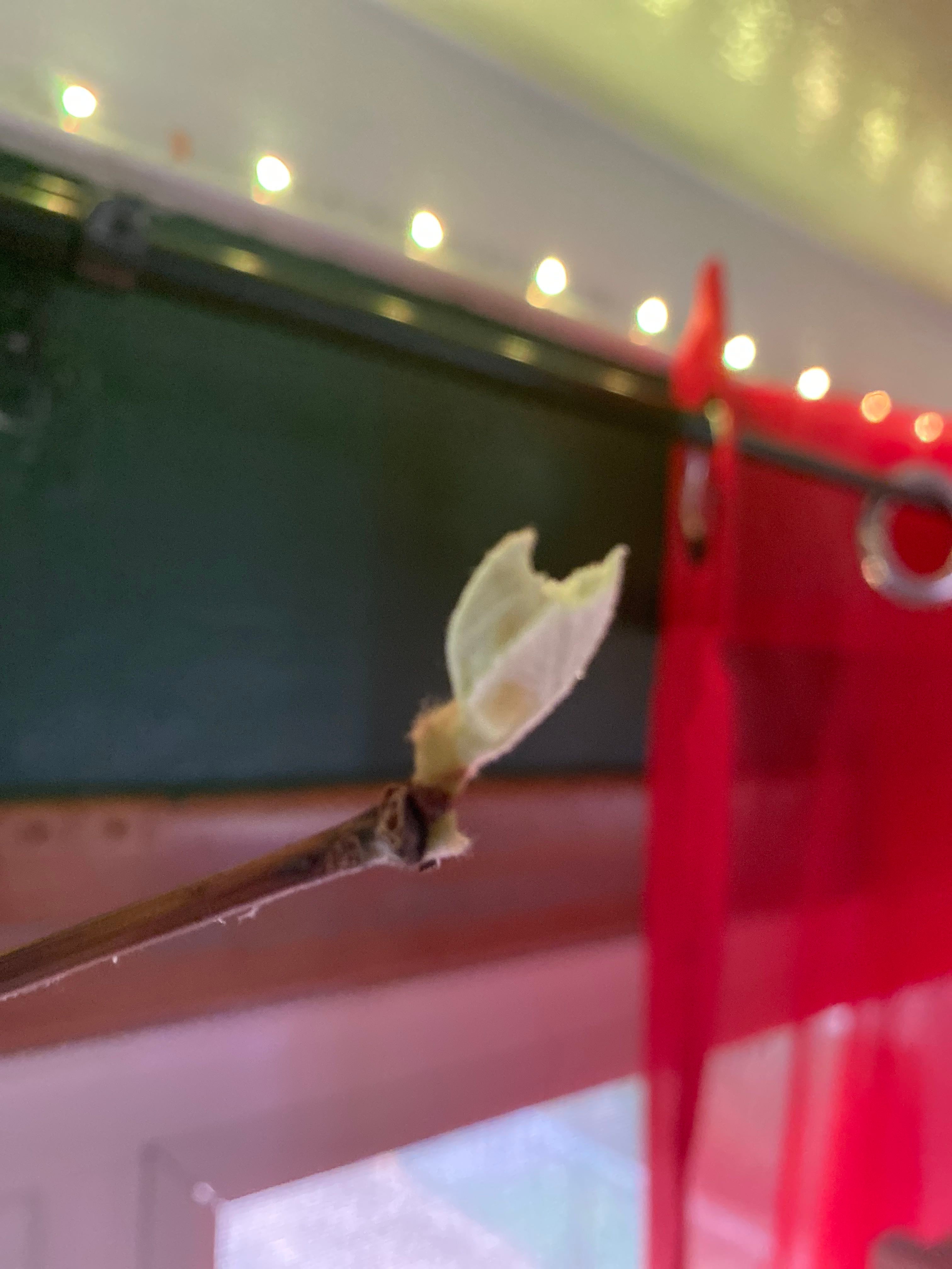 Best Humidity Levels for Cotton Candy Grapes 🍇