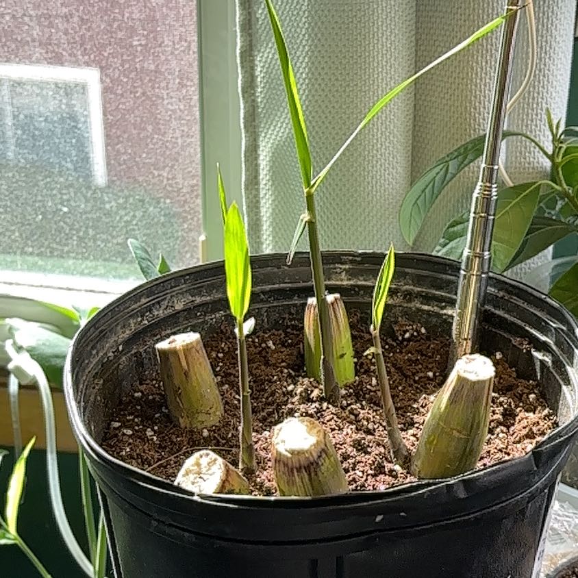 Photo of the plant species Wild Sugarcane by @MyriadMind named Achilles on Greg, the plant care app