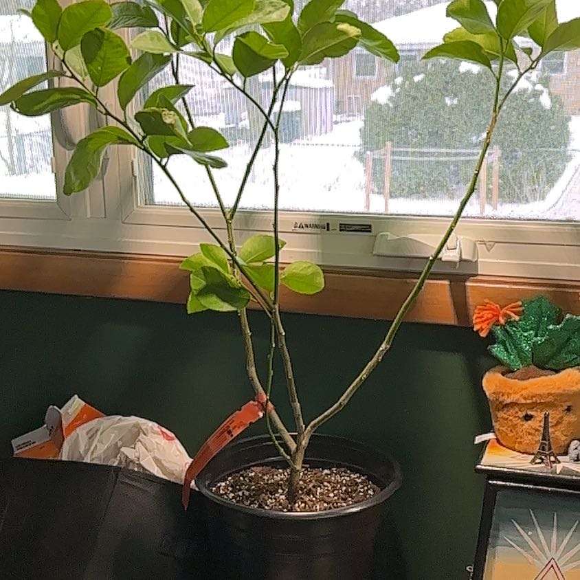 Photo of the plant species Persian Lime by @MyriadMind named McKinley on Greg, the plant care app
