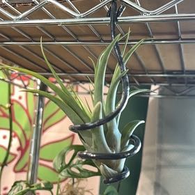 Photo of the plant species Air Plant by @MyriadMind named Naomi on Greg, the plant care app