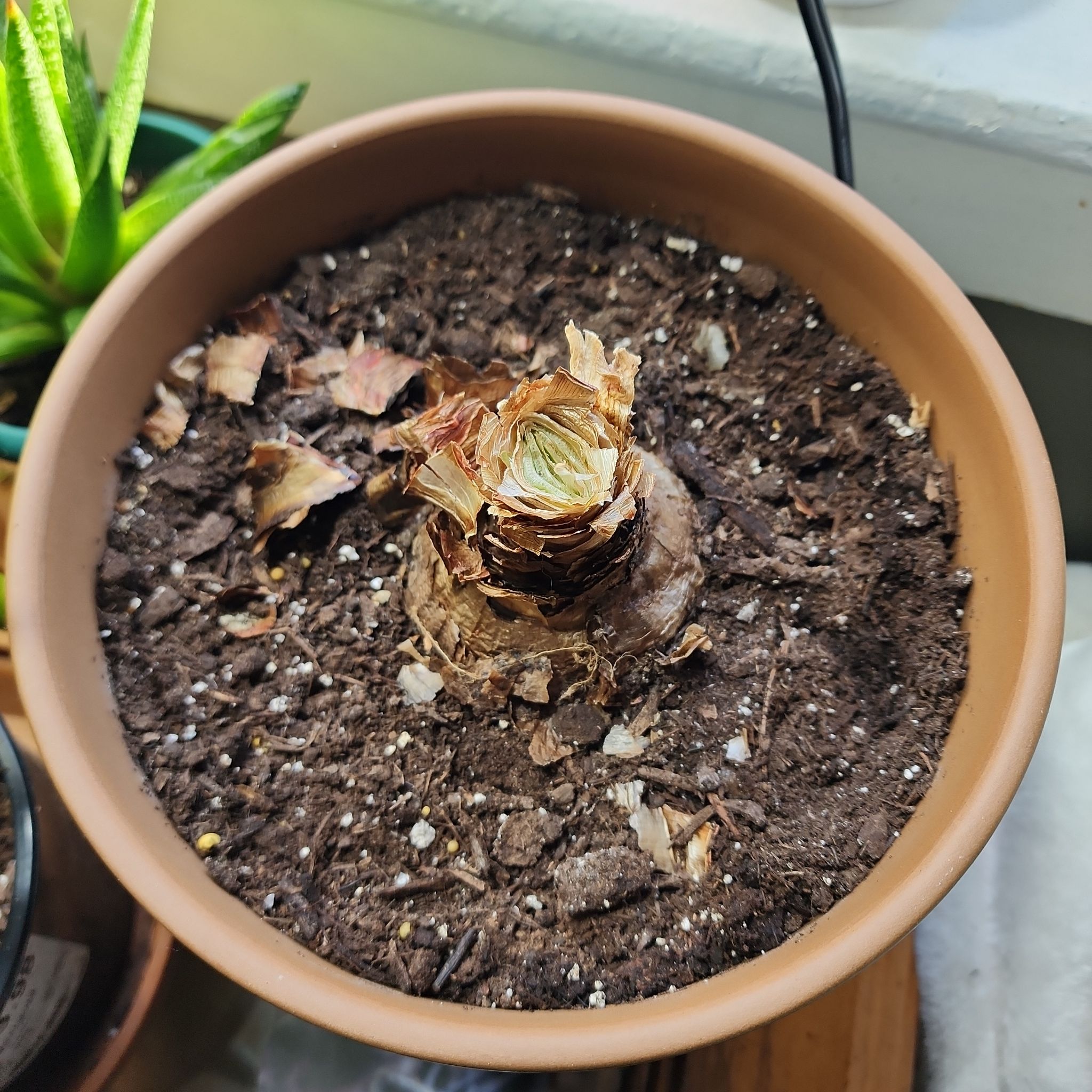Photo of the plant species Hippeastrum 'White Nymph' by @UrbaneBlueech named Clooney on Greg, the plant care app