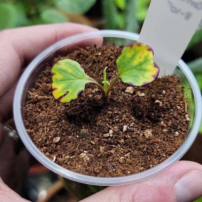 Photo of the plant species Convolvulus cneorum by @UrbaneBlueech named Remington on Greg, the plant care app