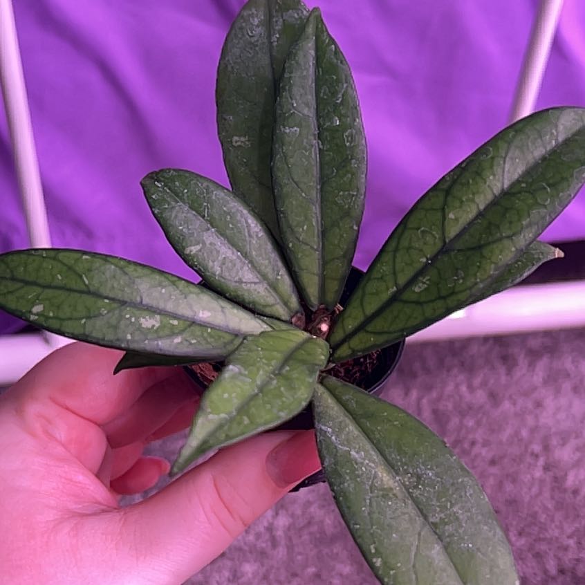 Hoya crassipetiolata plant with green leaves held by a hand, soil partially visible.